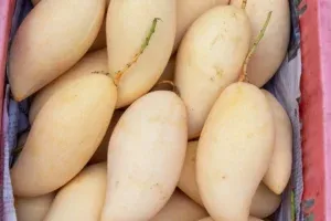 Best Mango Varieties